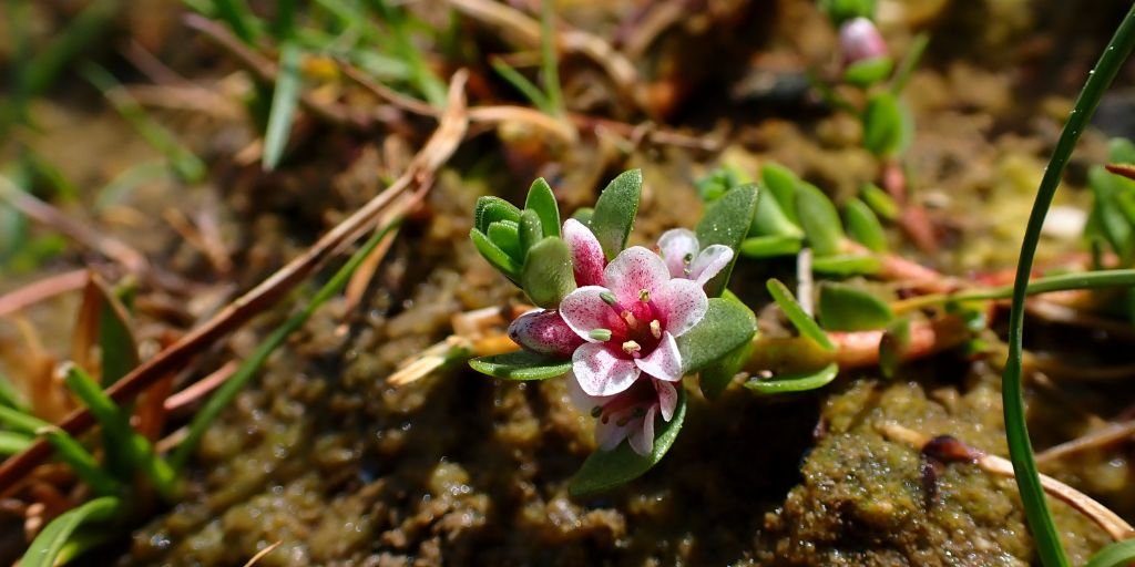 Sea Milkwort