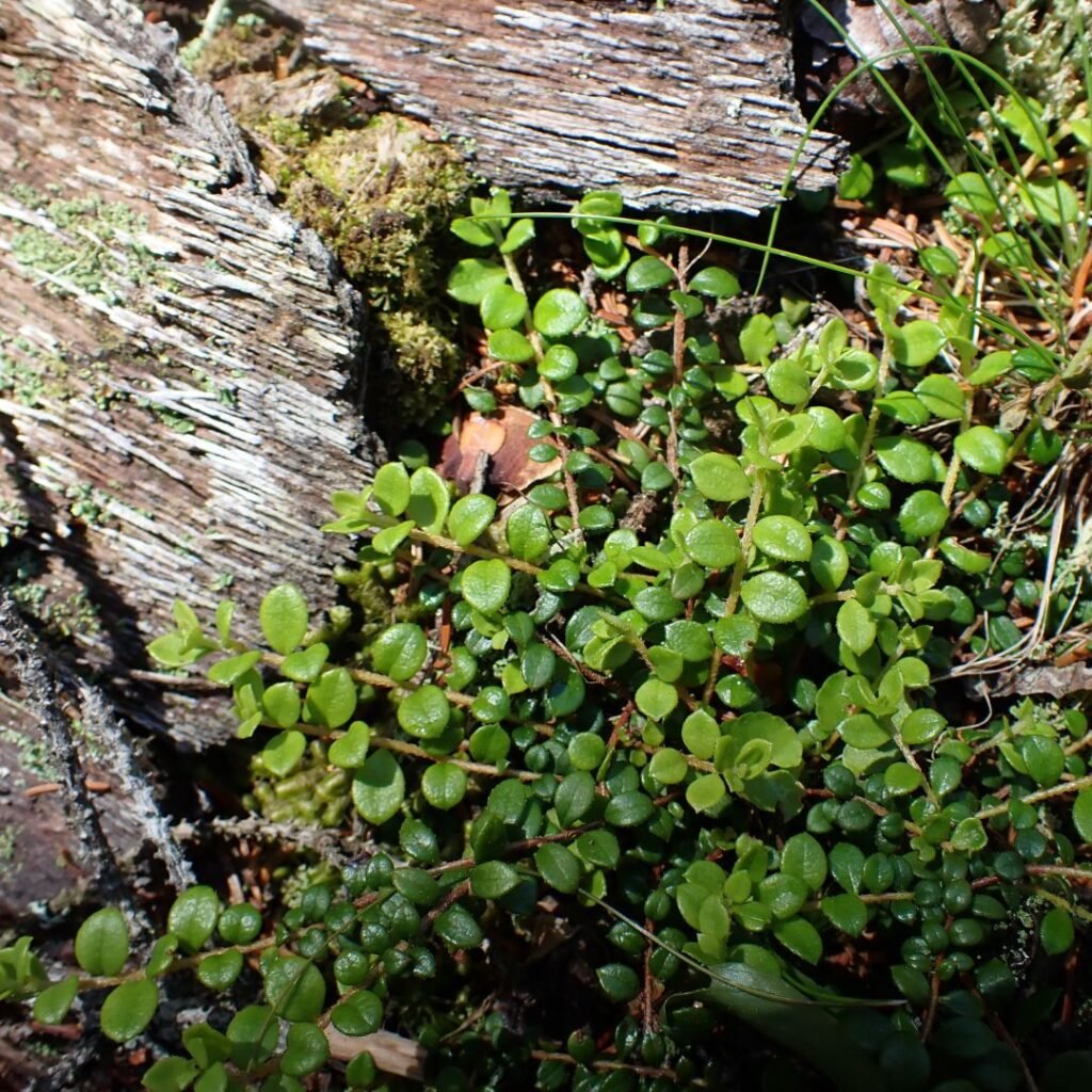 8/16/26: Surveying Plants on Maine Islands, part 1
