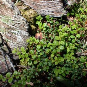 Creeping Snowberry