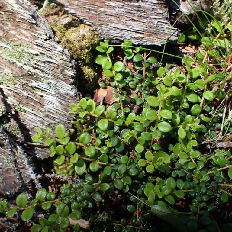Creeping Snowberry