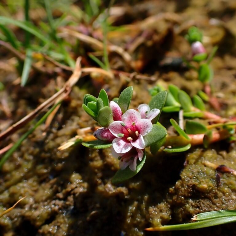 Sea Milkwort