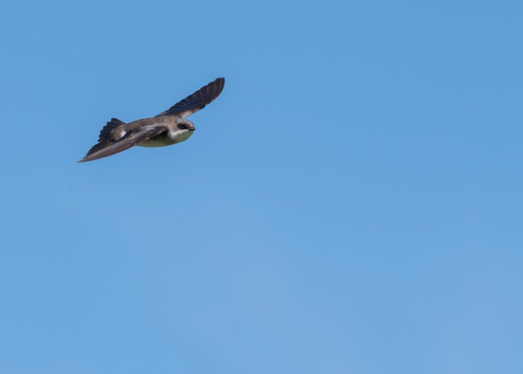 Tree Swallow