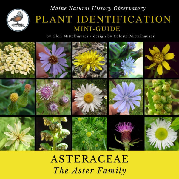 MNHO-Asteraceae-AsterFamily-MiniGuide (1) plant identification infographic guide to Asteraceae (aster family)