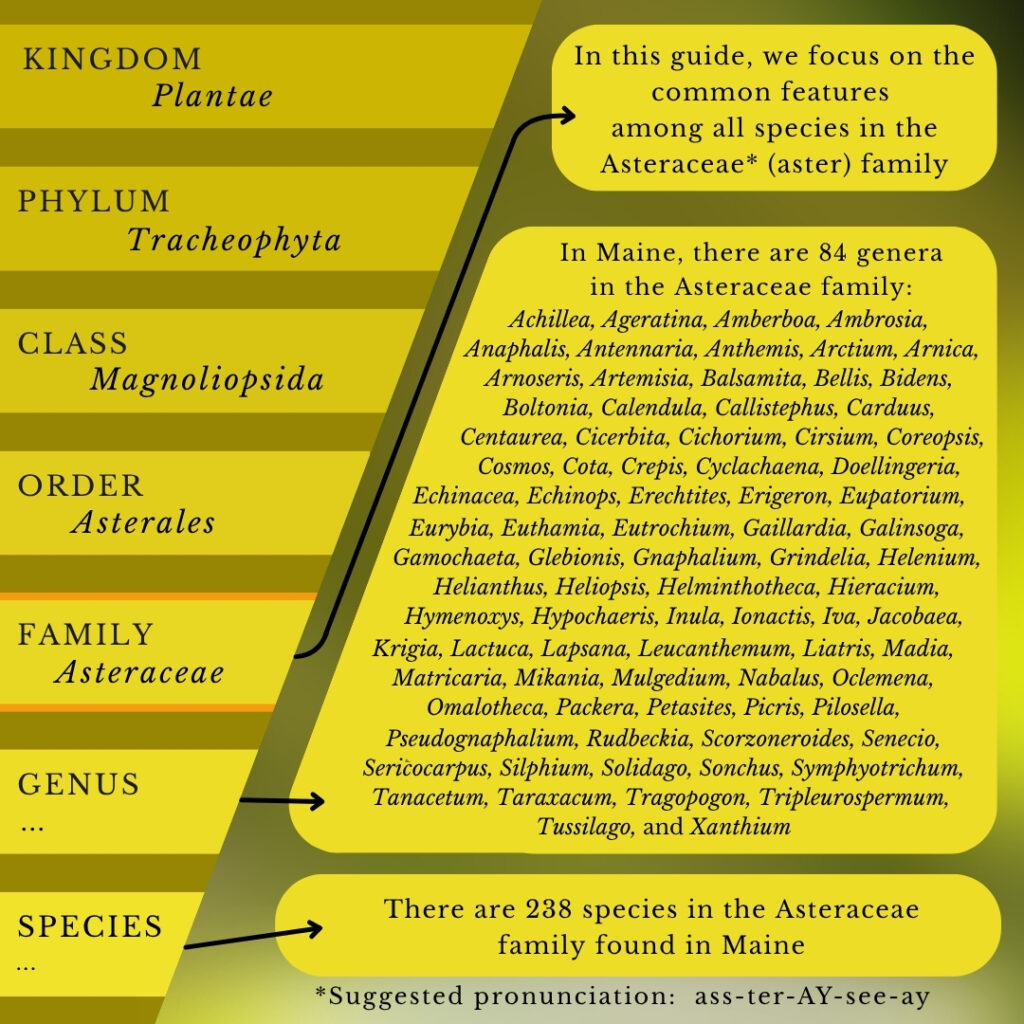 plant identification infographic guide to Asteraceae (aster family)