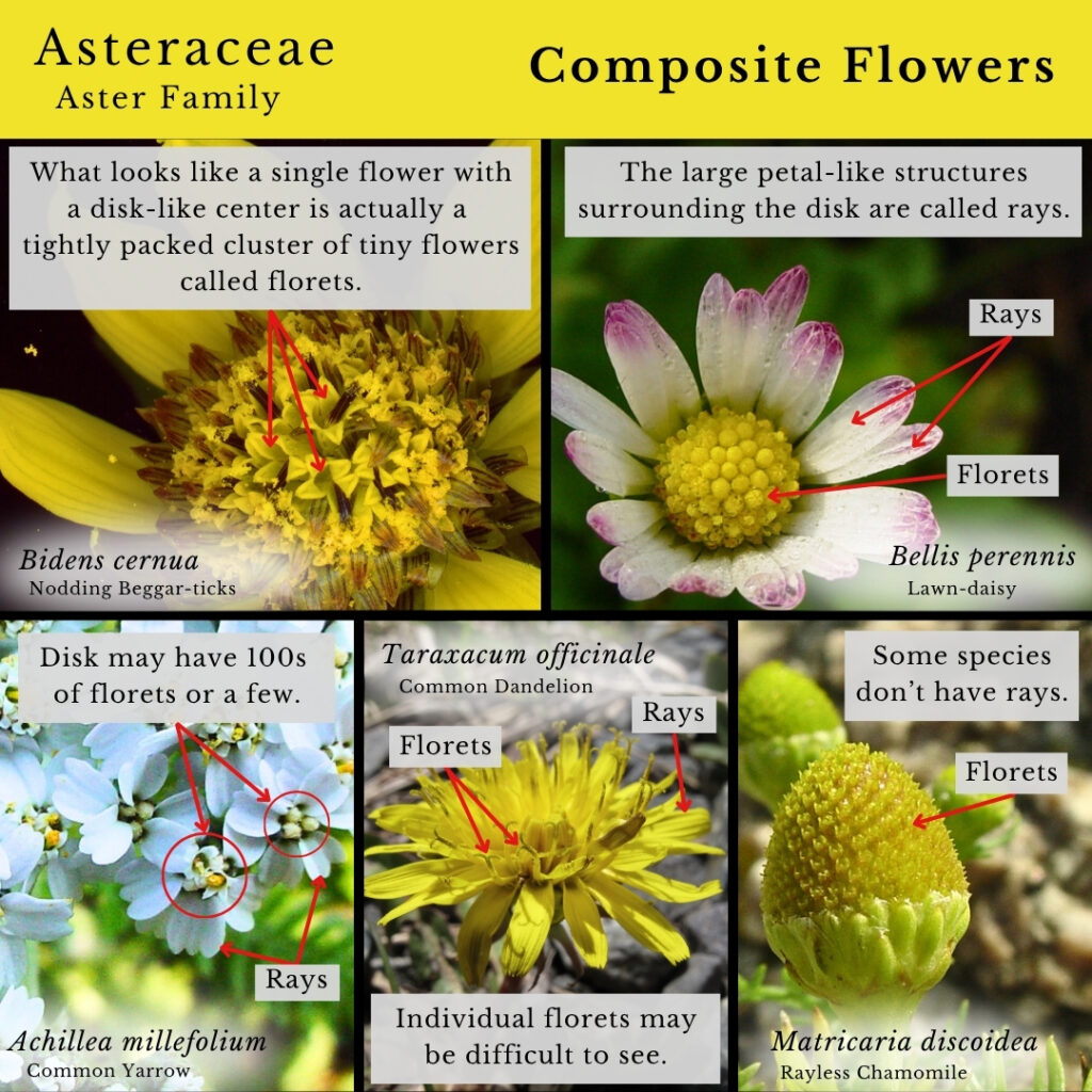 plant identification infographic guide to Asteraceae (aster family)