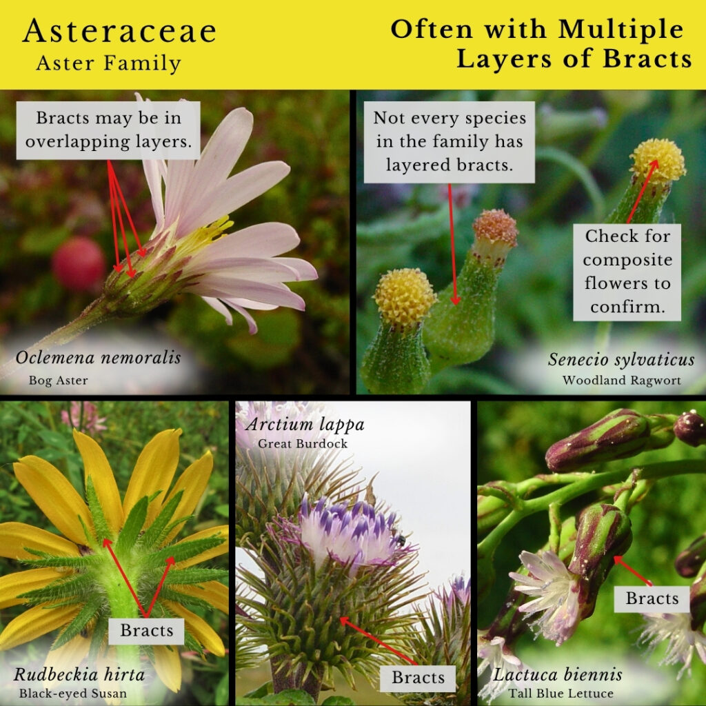 plant identification infographic guide to Asteraceae (aster family)