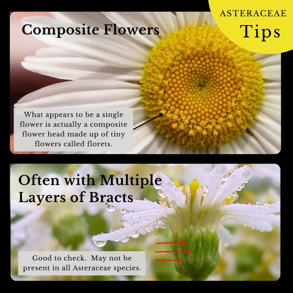 plant identification infographic guide to Asteraceae (aster family)