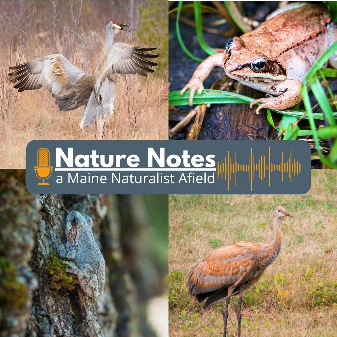 Nature Notes: A Maine Naturalist Afield, July 2026