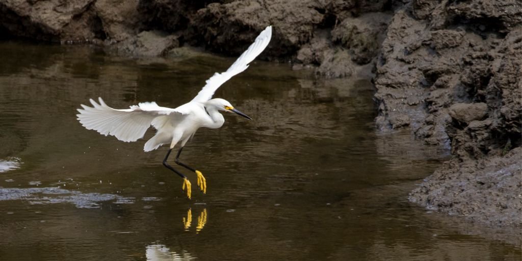 Snowy Egret