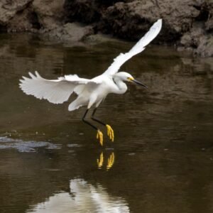 Snowy Egret