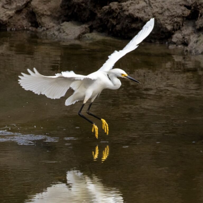 Snowy Egret