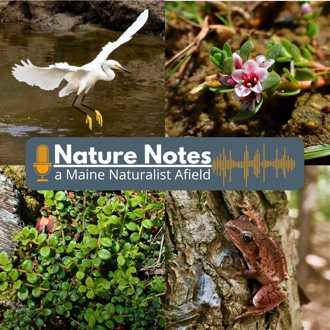 Nature Notes episodes for August 2026