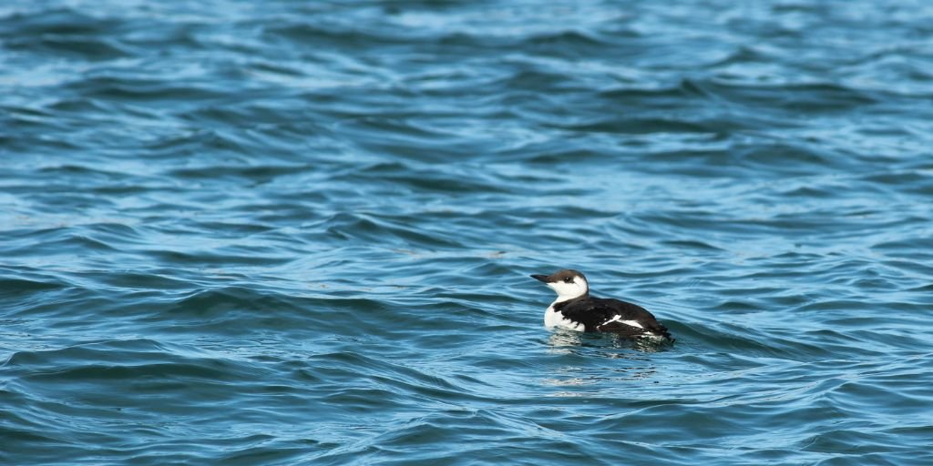 Common Murre