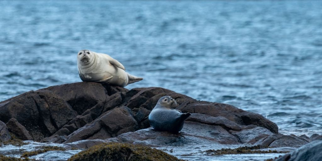 Harbor Seals