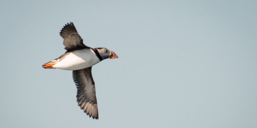 Atlantic Puffin
