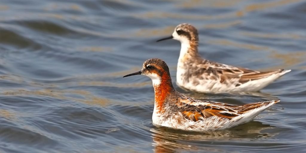 Red-necked Phalaropes