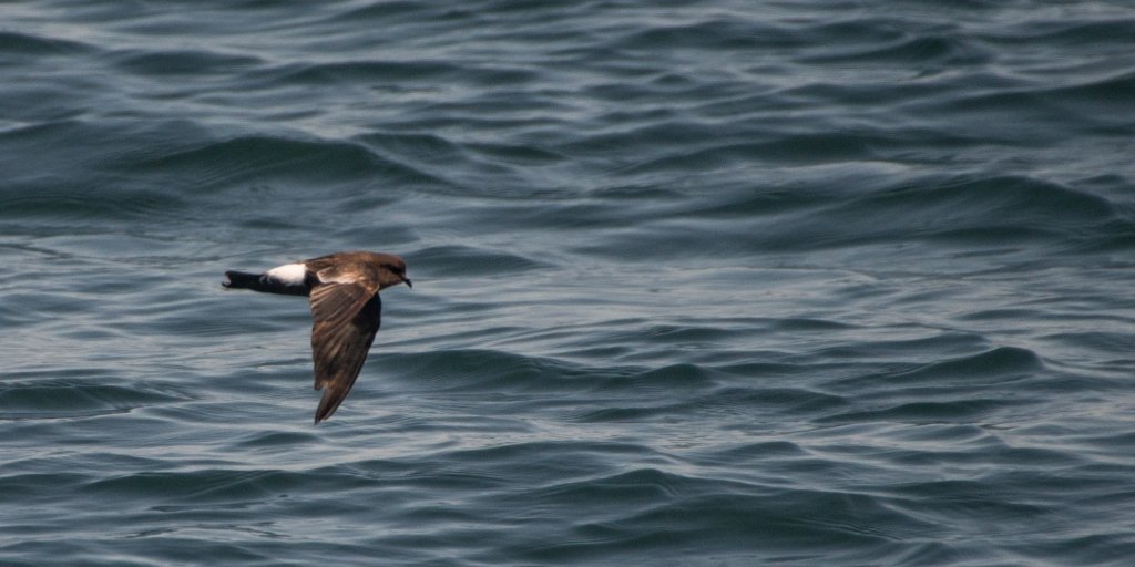 Wilson's Storm-petrel