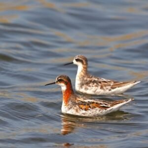 Red-necked Phalarope