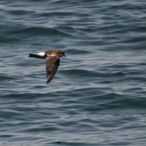 Wilson's Storm-petrel