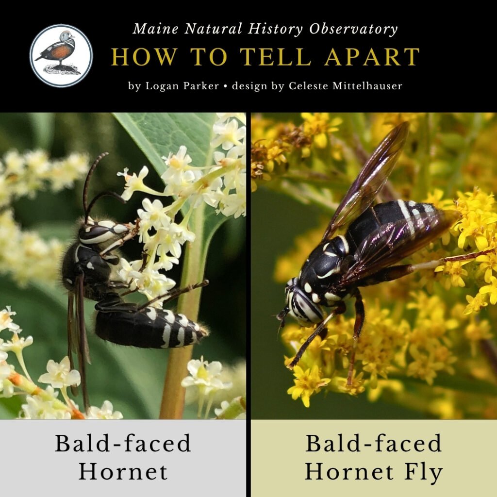 Bald-faced Hornet and mimic fly