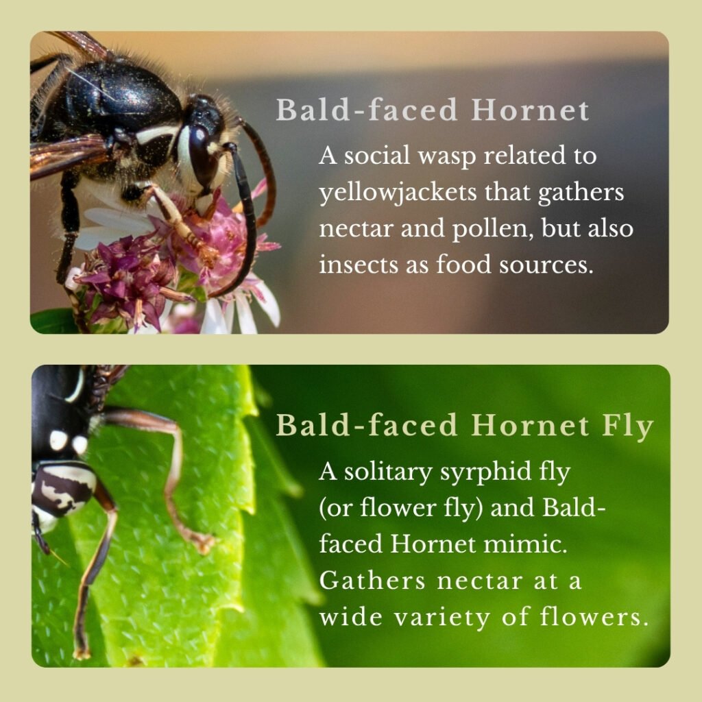 Bald-faced Hornet and mimic fly infographic