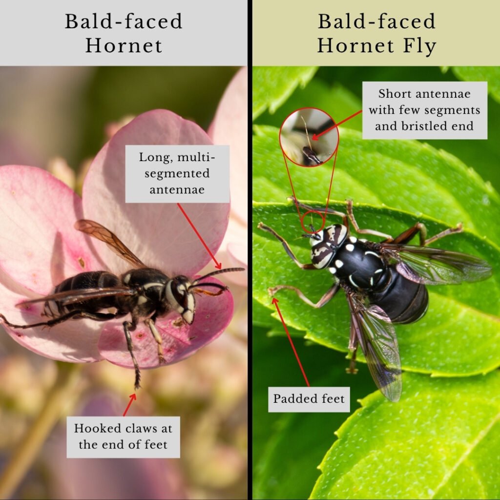 Bald-faced Hornet and mimic fly infographic
