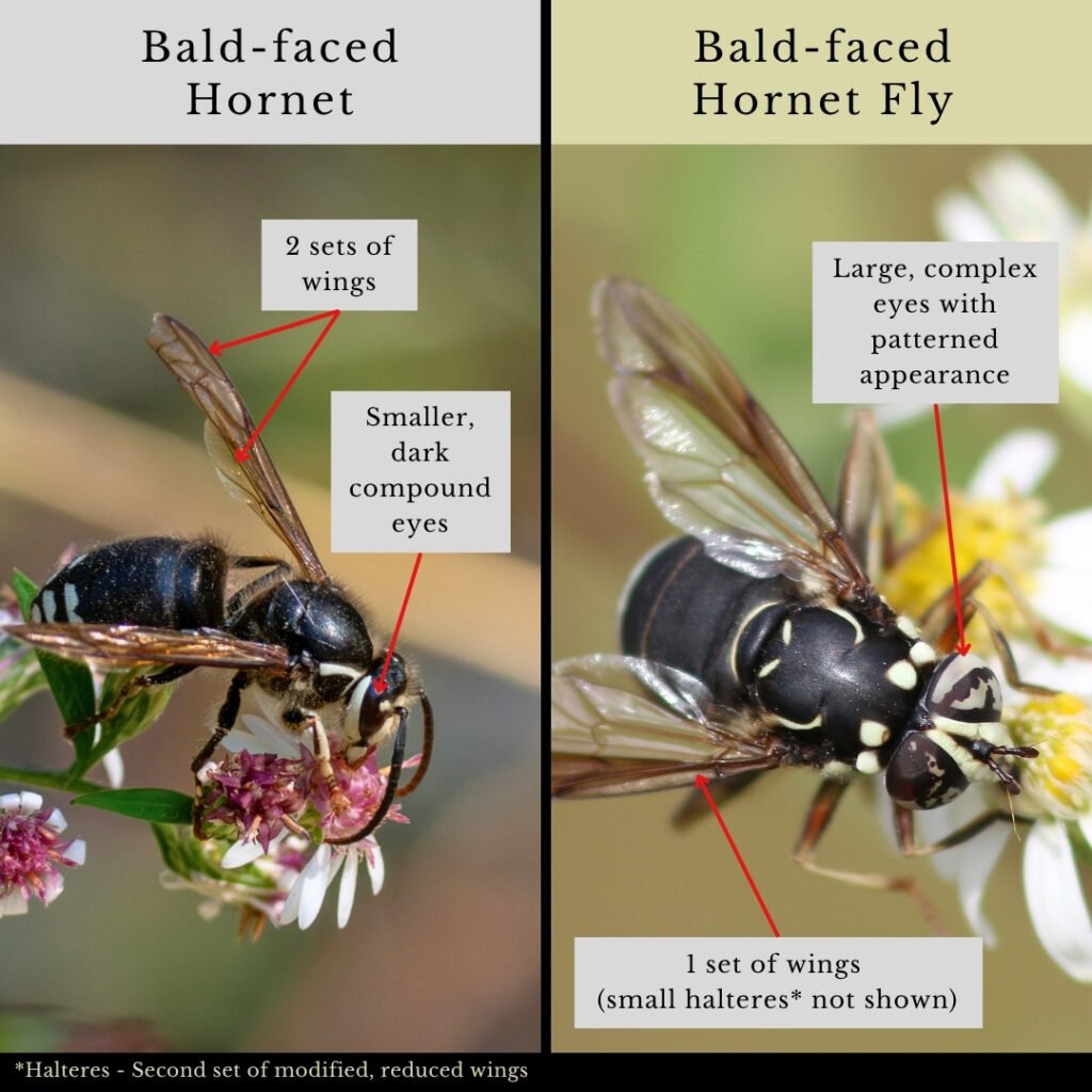 Bald-faced Hornet and mimic fly infographic