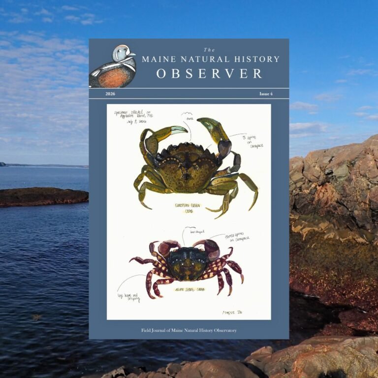 Observer field journal 2026 issue 4
