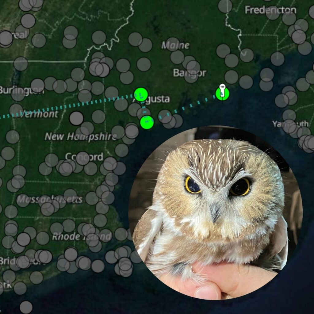 Preparing for owls at the Petit Manan Monitoring Station