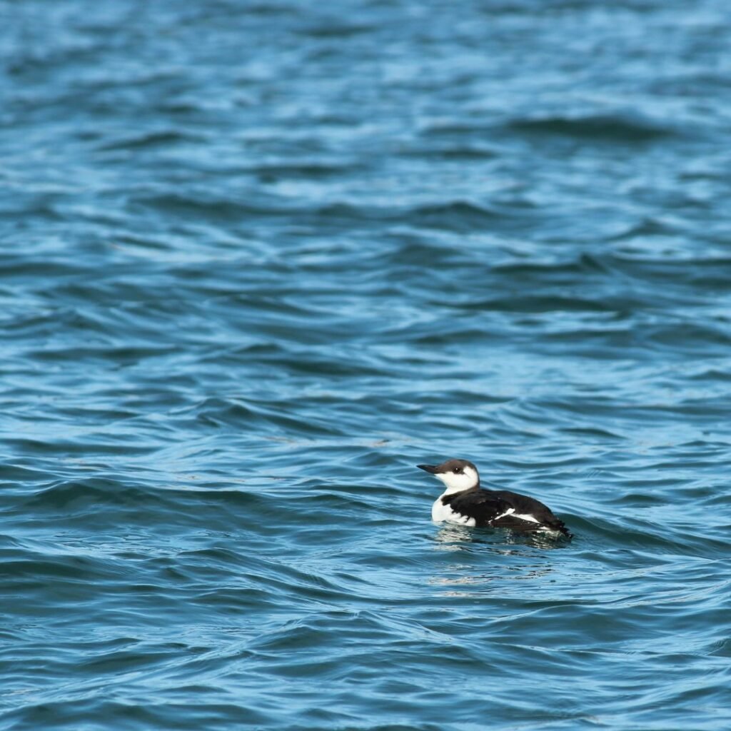 10/18/26: Observations Along the Maine Coast, part 7